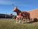 Anderson Erickson Dairy