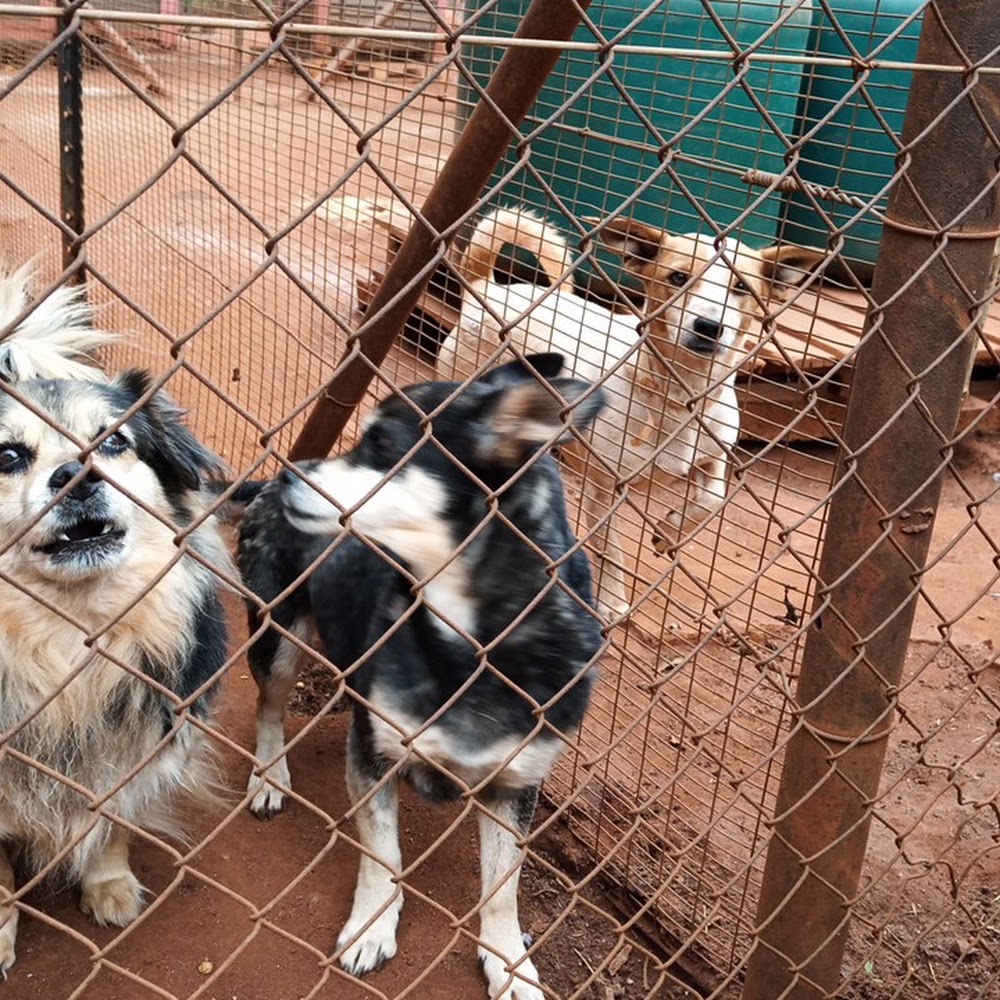 Wollies Animal Shelter
