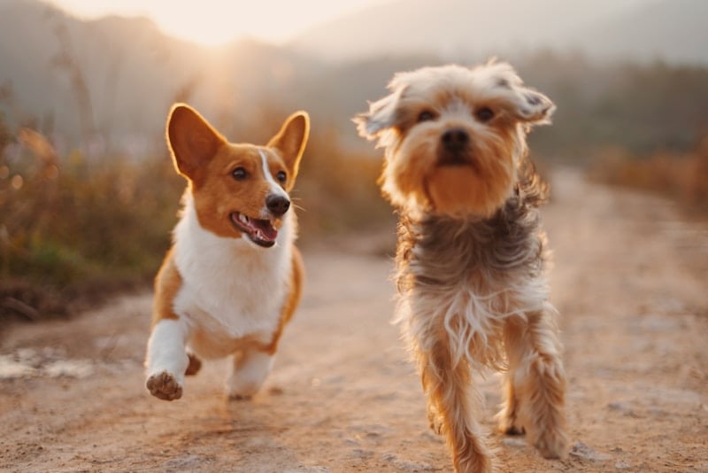 City of Henderson Animal Care and Control