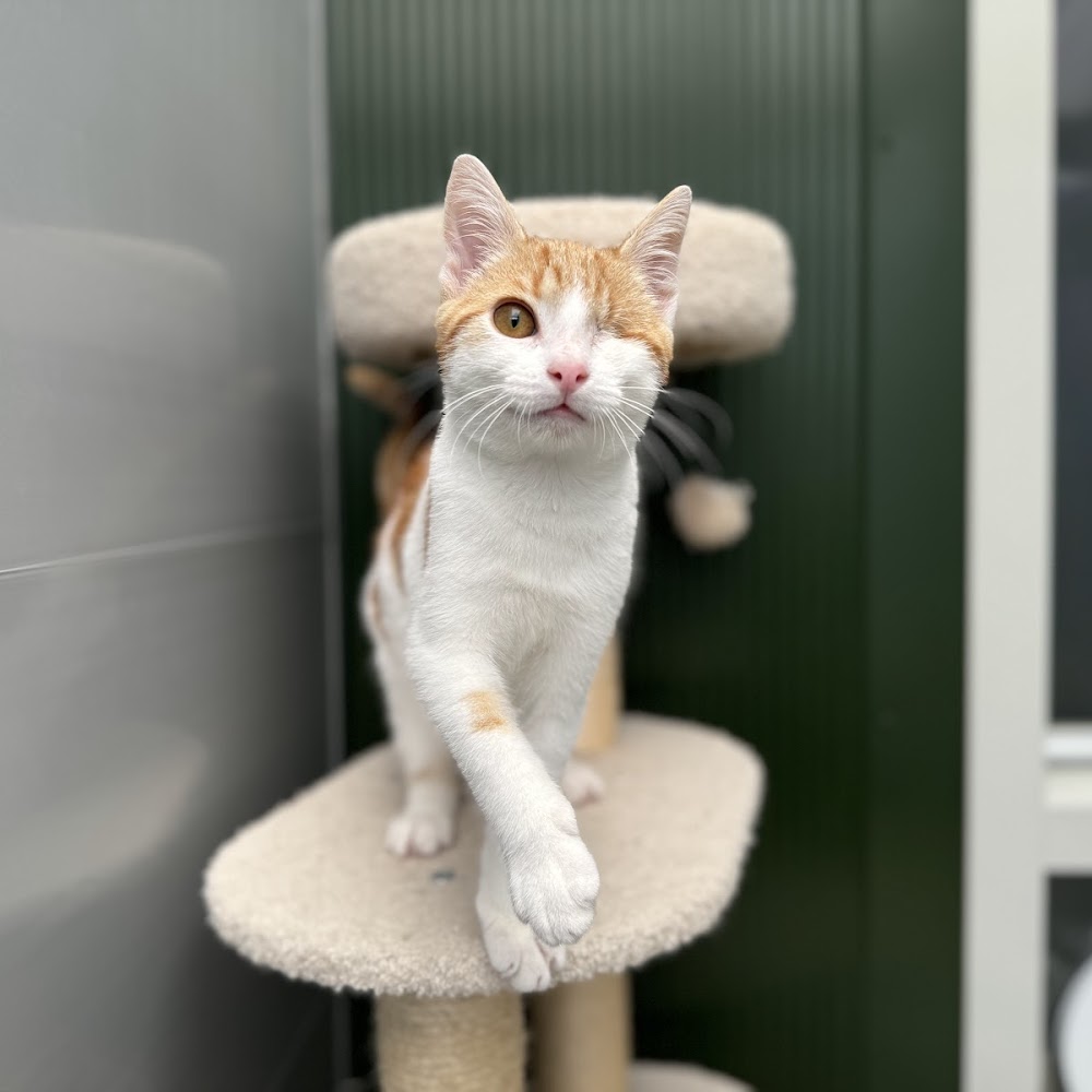 Dierenasiel ROZE Eindhoven