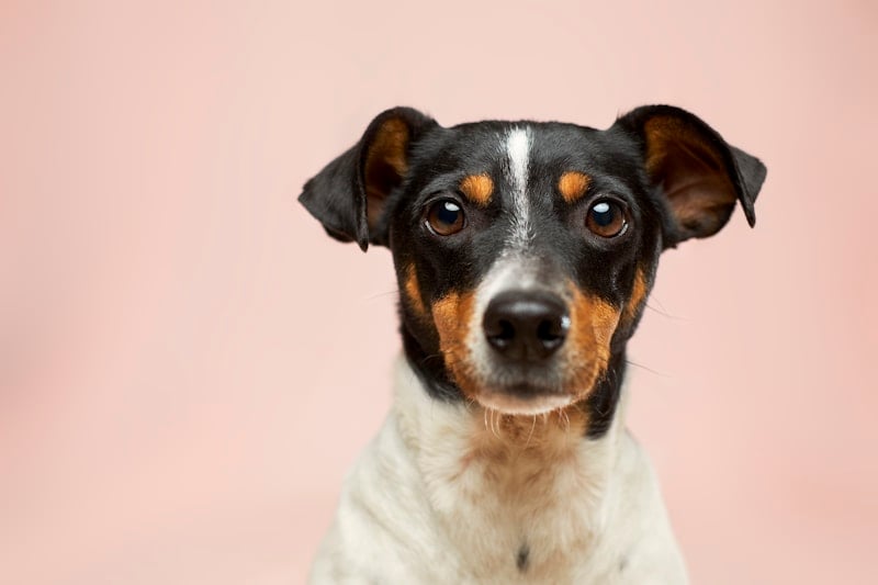Bernalillo County Animal Care and Resource Center