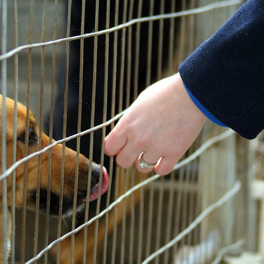TEARS Animal Rescue